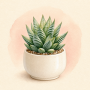 Haworthia