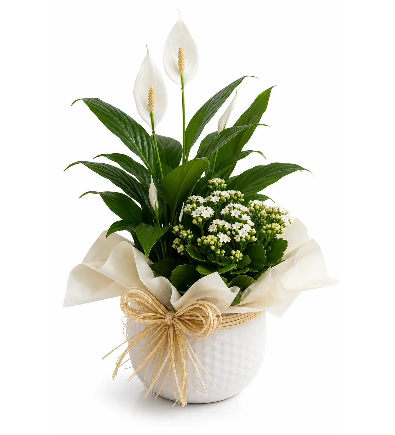 Beyaz Saksıda Barış Çiçeği ve Kalanchoe Çiçekleri