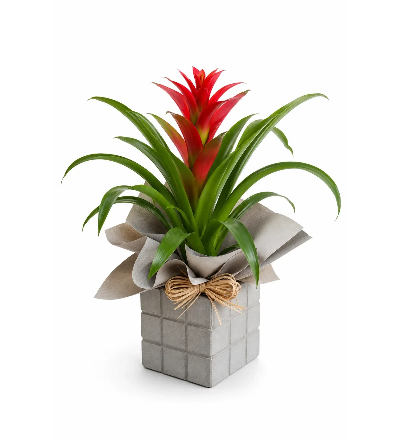 Kare Desenli Gri Beton Saksıda Guzmania Bitkisi