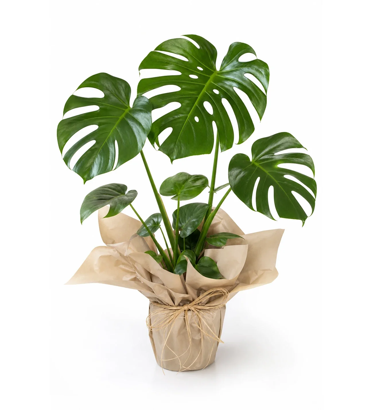 Monstera Deve Tabanı Bitkisi