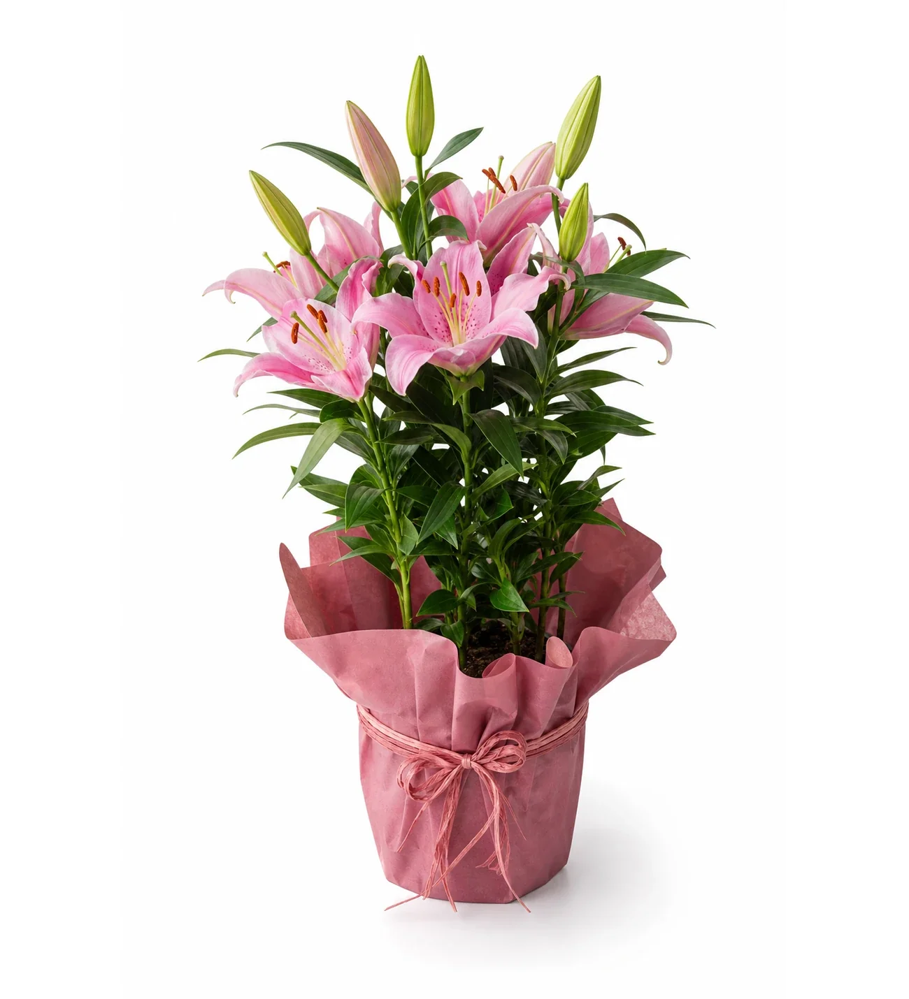 Saksıda Topraklı Pembe Lilyum