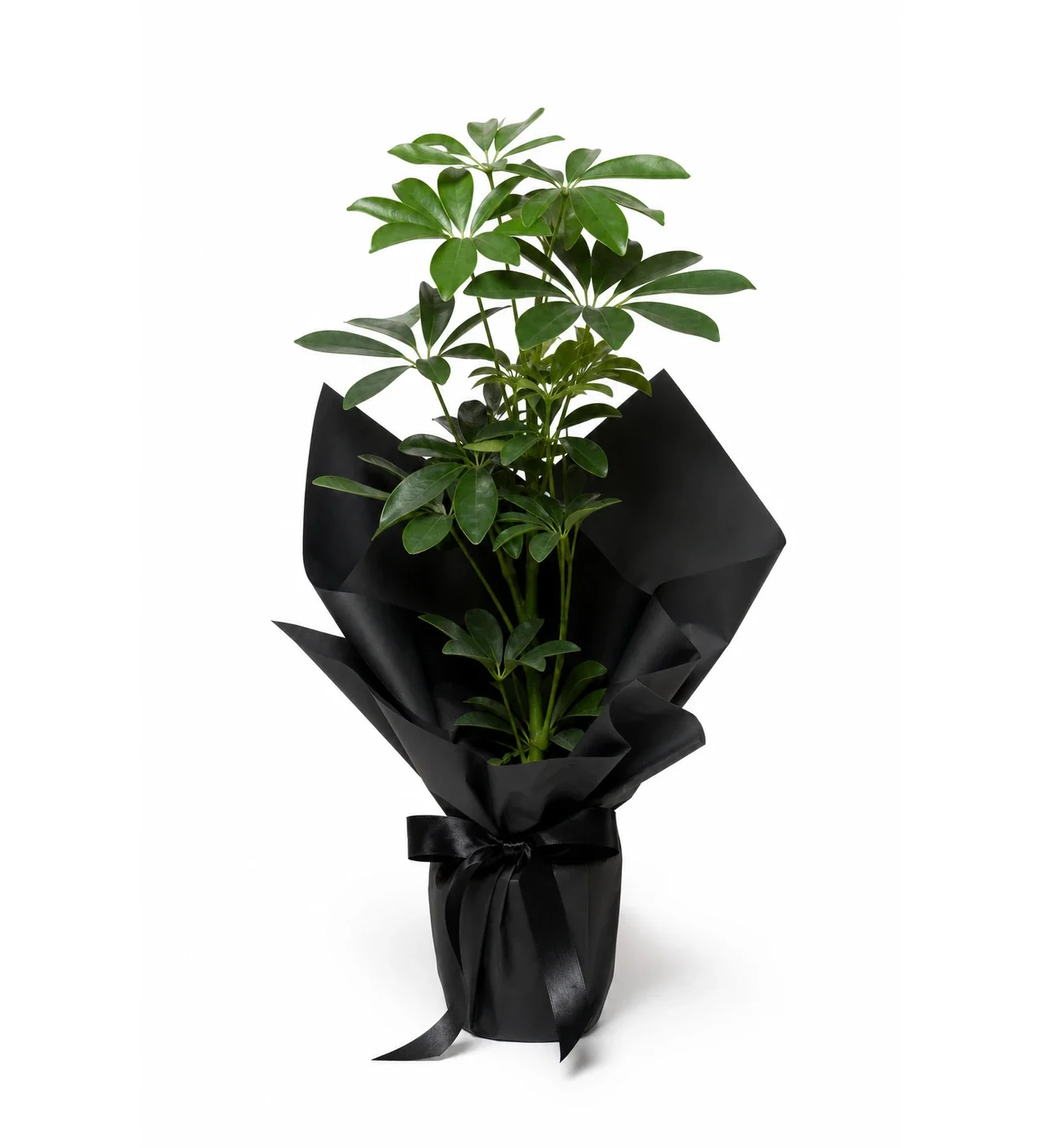 Siyah Buket Kağıdında Schefflera Tekli p12