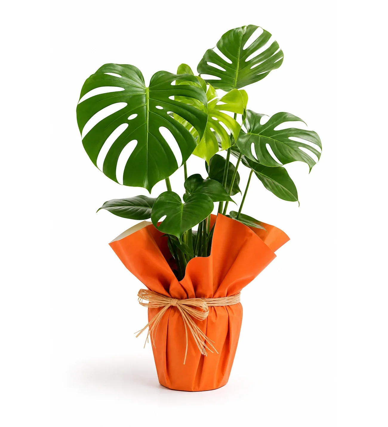 Turuncu Kağıtlı Saksıda Deve Tabanı Monstera Çiçeği