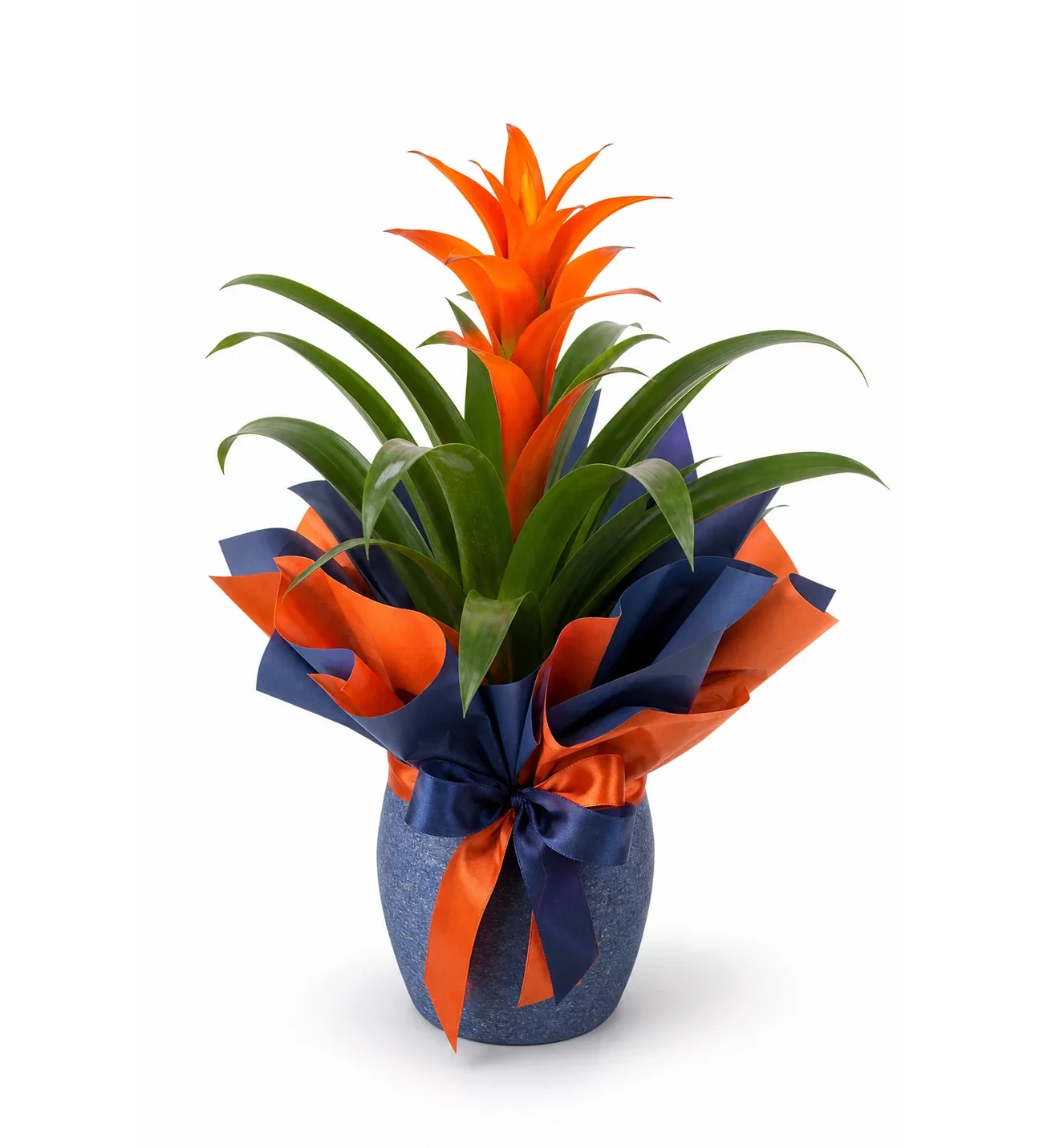Turuncu Mavi Buketli Polimer Saksıda Guzmania