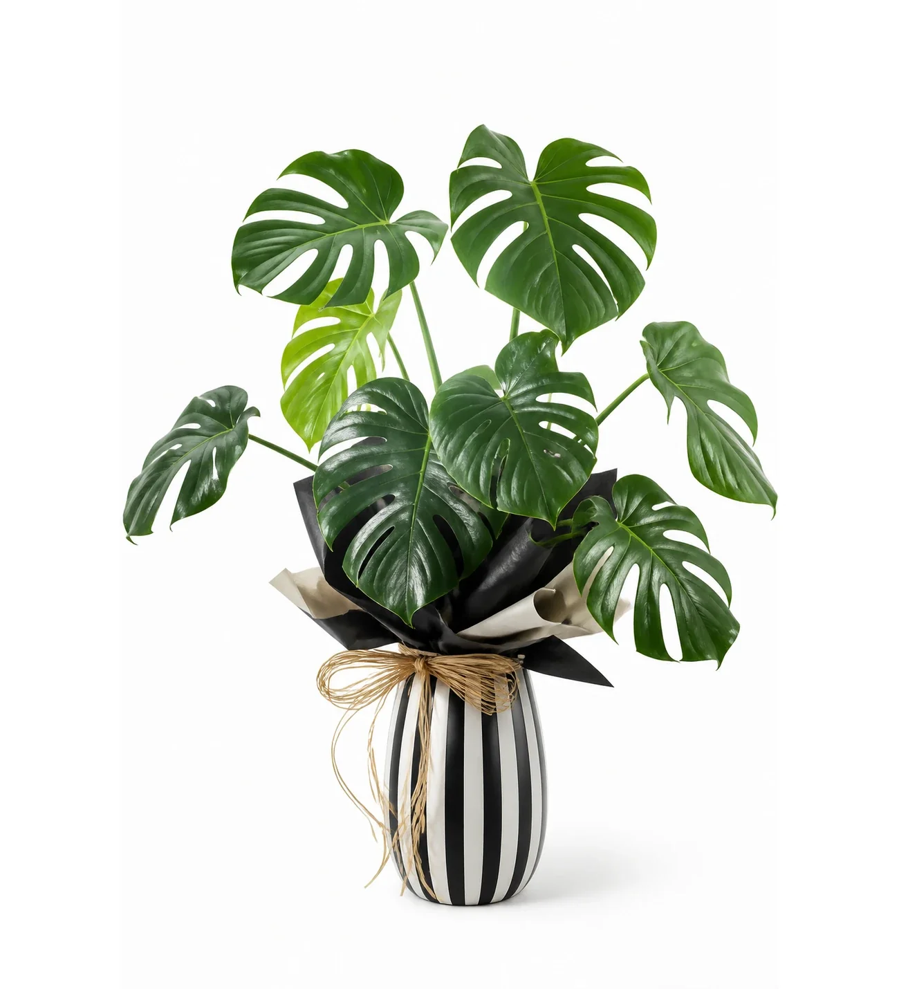 Çizgili Vazoda Deve Tabanı Monstera